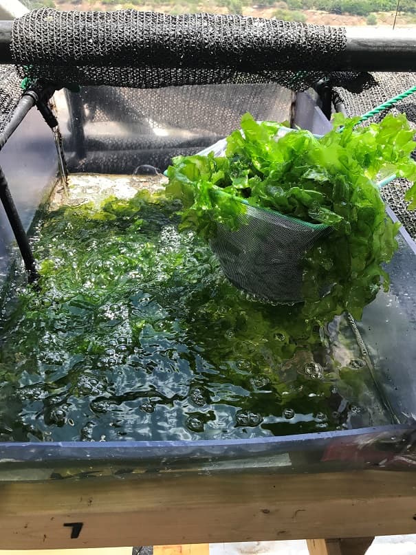 Une technologie israélienne pour transformer les déchets agricoles en plastique biodégradable