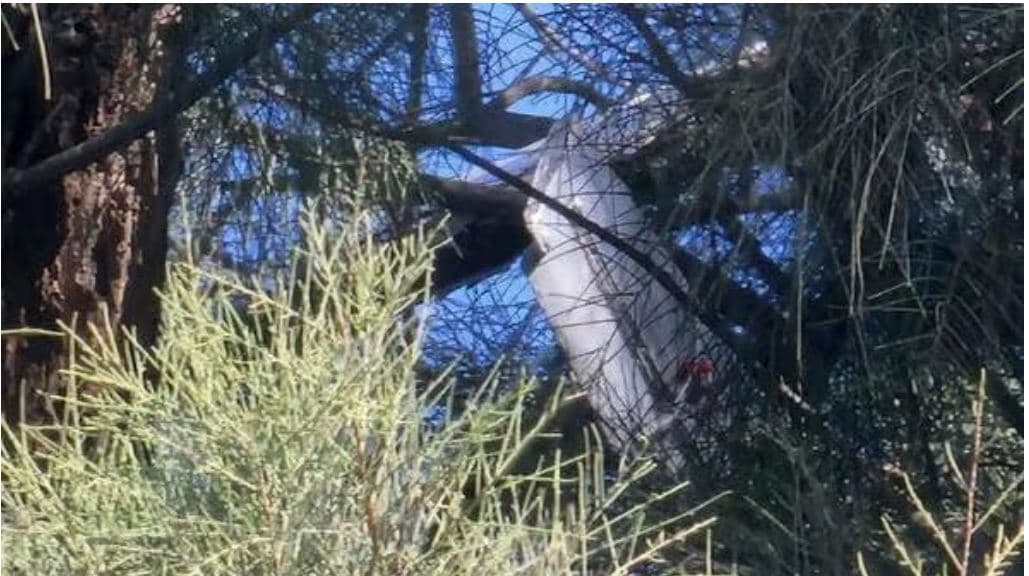 La défense anti-aérienne a intercepté un drone lancé depuis la Bande de Gaza
