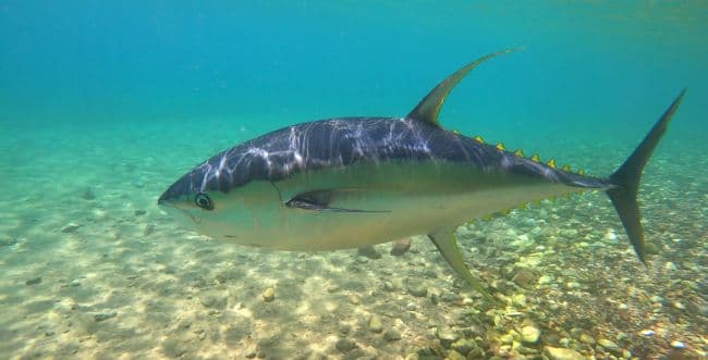 Rare: un thon jaune aperçu dans le Golfe d’Eilat