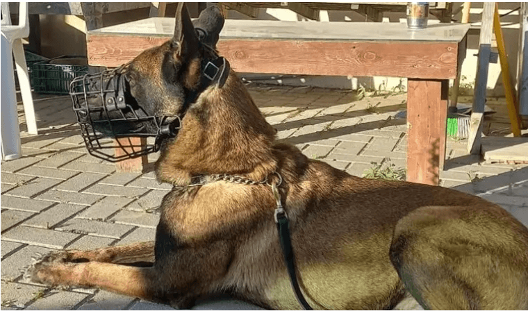 Django, un chien policier, a été tué à Naplouse en sauvant la vie des combattants israéliens