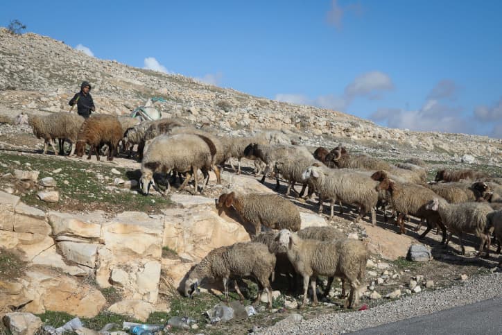 Judée-Samarie: un berger juif attaqué par une centaine d’émeutiers arabes
