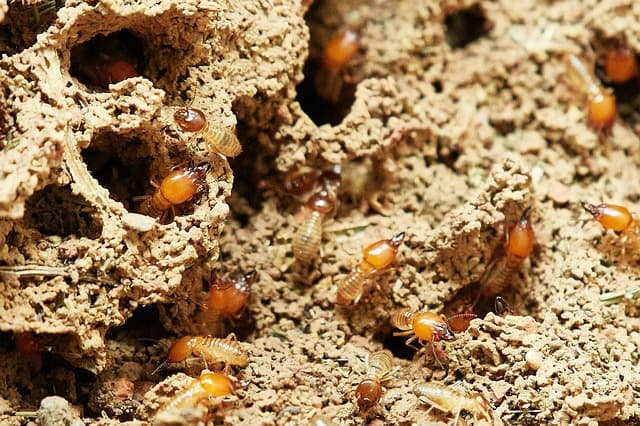 Le plus grand termite du monde découvert en Israël
