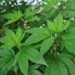 À la découverte du cannabis, une plante aux talents multiples, interview du Pr Hinanit Koltaï